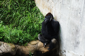 150702_gorilla
